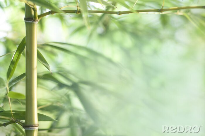 Papier peint  Le bambou dans la forêt