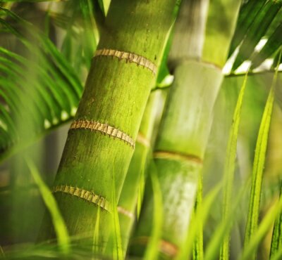 Le bambou en version macro