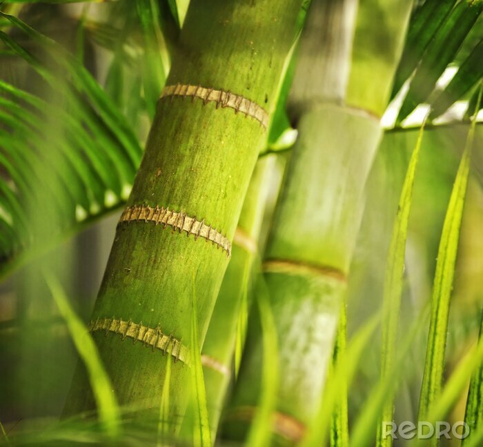 Papier peint  Le bambou en version macro