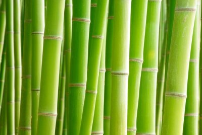 Papier peint  Le bambou vu de près