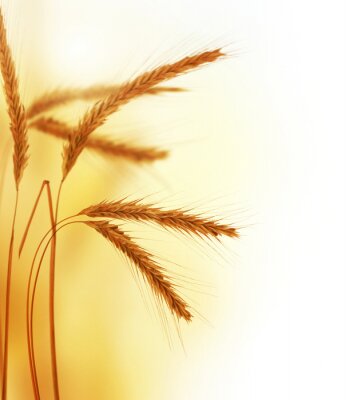 Le blé au soleil