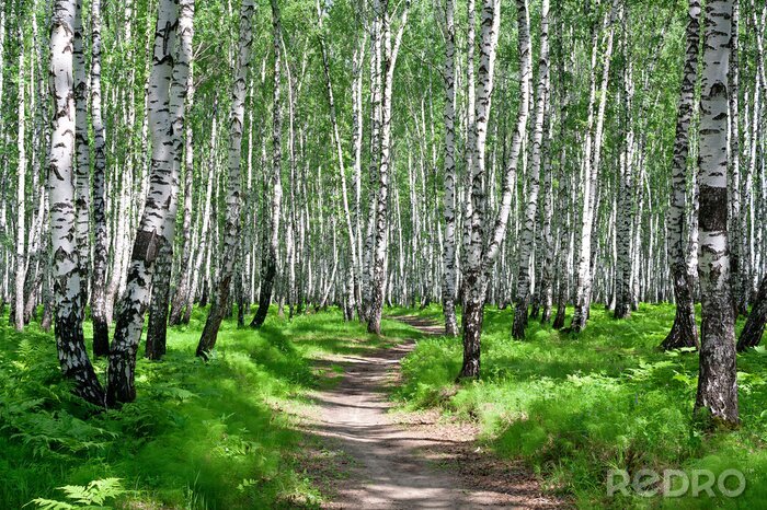 Papier peint  Le bosquet de bouleaux dans le jour d'été