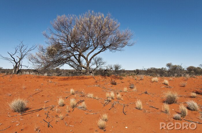 Papier peint  le centre rouge de l'outback australien