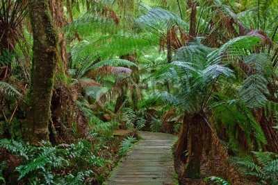 Papier peint  Le chemin à travers la forêt vierge australienne