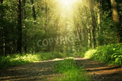 Papier peint  Le chemin à travers la jungle
