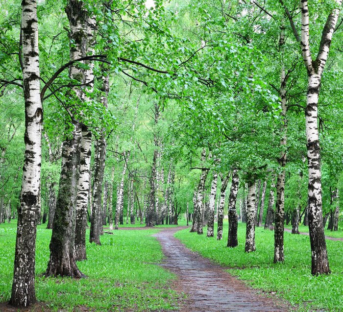 Papier peint  Le chemin à travers le bosquet de bouleaux