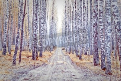 Papier peint  Le chemin de terre à travers un bosquet de bouleaux.