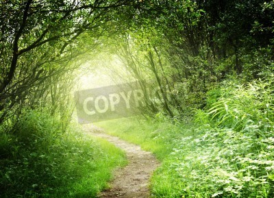 Papier peint  Le chemin éclairé dans la forêt vierge