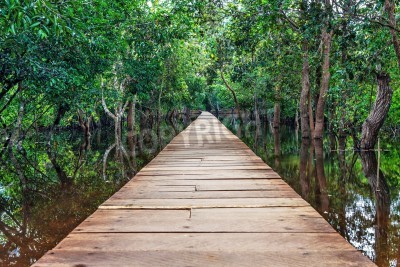 Papier peint  Le chemin en bois à travers la forêt vierge