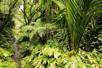 Papier peint  Le chemin étroit à travers la forêt vierge