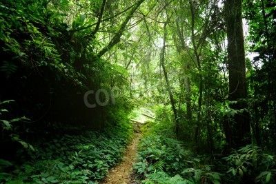 Papier peint  Le chemin étroit dans la forêt vierge