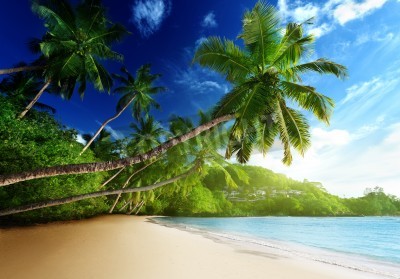 Papier peint  Le coucher de soleil et les tropiques