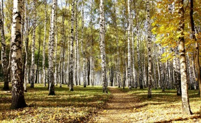 Papier peint  Le début de l'automne dans une forêt de bouleaux