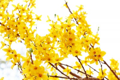 Le forsythia jaune dans la nature