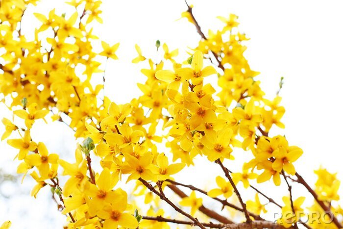 Papier peint  Le forsythia jaune dans la nature