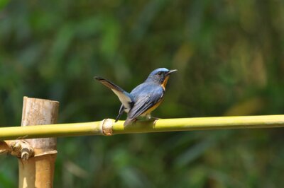 Papier peint  Le gobe-mouche bleue de colline est une espèce d'oiseau de la famille des Muscicapidae. Il se trouve au Bangladesh, Brunei, Cambodge, Chine, Inde, Indonésie, Laos, Malaisie, Myanmar, Népal, Thaïlande,