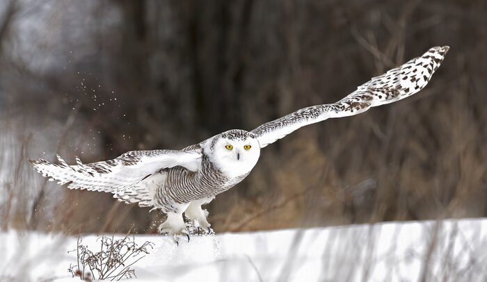 Papier peint  Le harfang des neiges (Bubo scandiacus) chasse un vol sur un champ enneigé