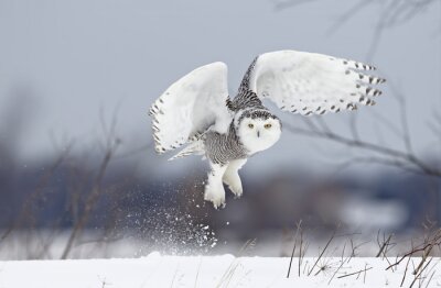 Papier peint  Le harfang des neiges (Bubo scandiacus) se lève pour chasser sur un champ recouvert de neige au Canada