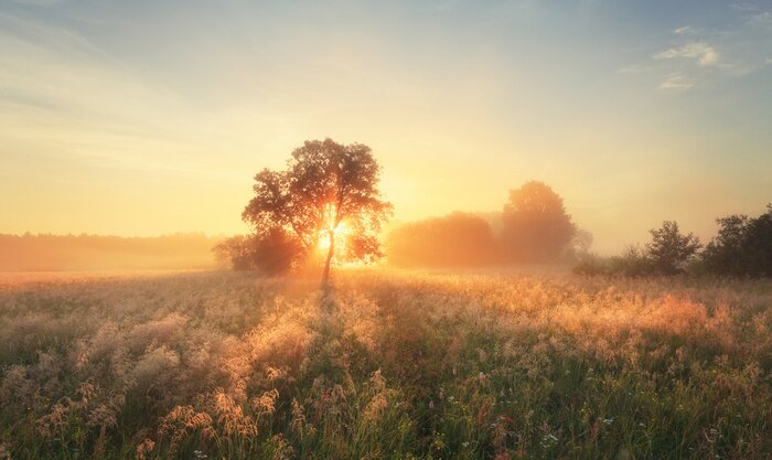 Papier peint  Le lever de soleil d'automne coloré sur la prairie
