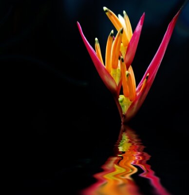 Papier peint  Le nom scientifique de la fleur Bird-of-paradise est Banks reginae de Strelitzia
