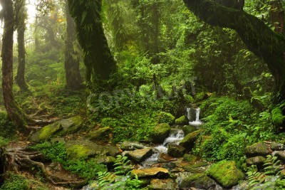 Papier peint  Le petit ruisseau dans la forêt vierge