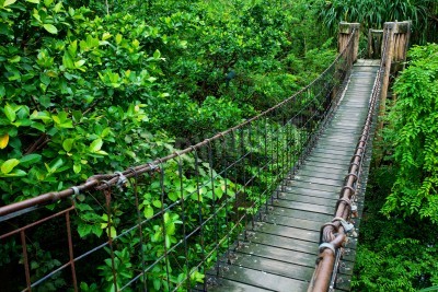 Papier peint  Le pont à câble en bois dans la forêt vierge