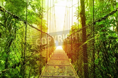 Papier peint  Le pont suspendu au-dessus de la forêt vierge
