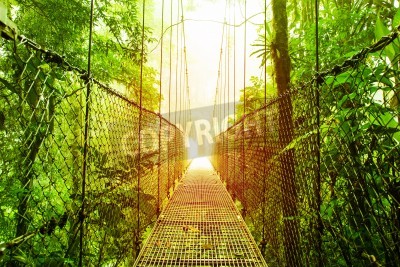 Papier peint  Le pont suspendu au-dessus de la forêt vierge
