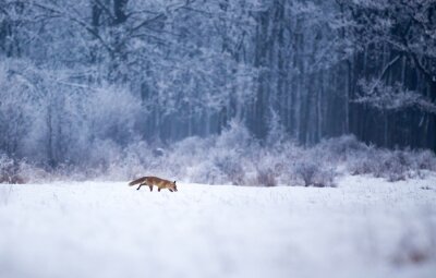 Papier peint  Le renard rouge marche dans la forêt sur la neige