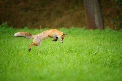 Le renard roux sur la chasse, mousing dans grassfield