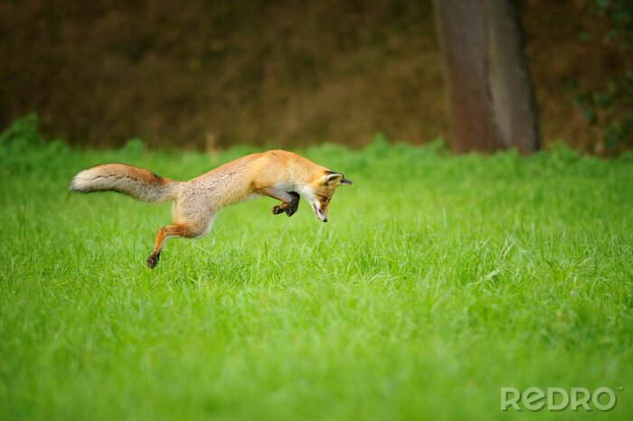 Papier peint  Le renard roux sur la chasse, mousing dans grassfield