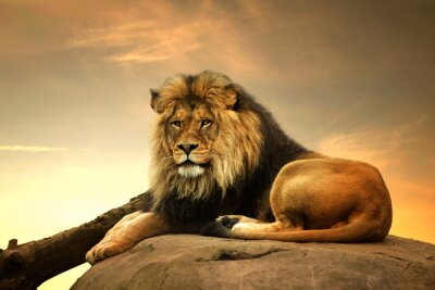 Papier peint  Le roi lion couché sur un rocher