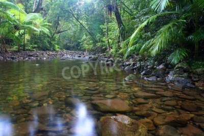 Papier peint  Le ruisseau dans la jungle