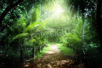 Papier peint  Le sentier de randonnée dans la forêt vierge