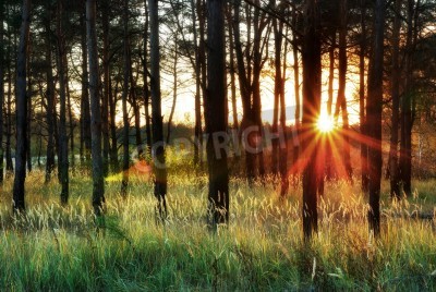 Papier peint  Le soleil couchant derrière les bouleaux