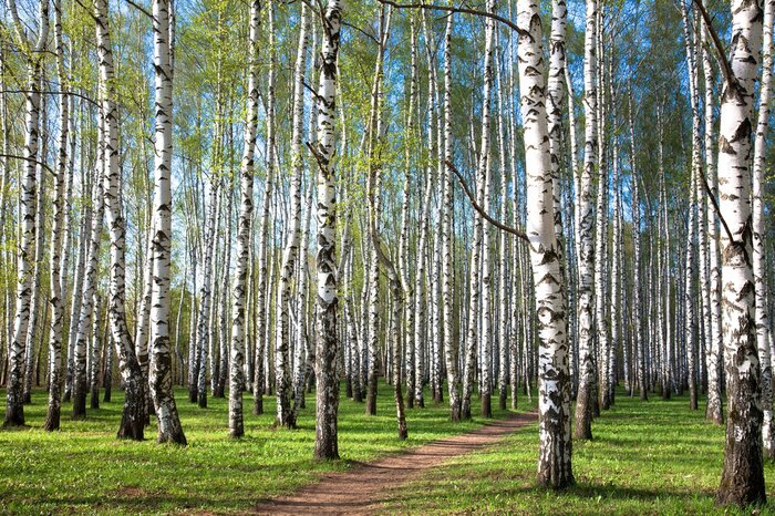 Papier peint  Le soleil qui tombe sur les bouleaux