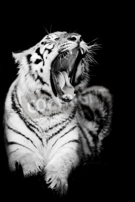 Papier peint  Le tigre noir et blanc