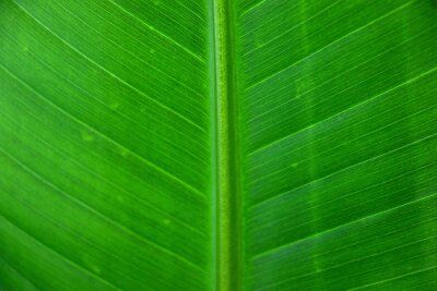 Papier peint  Leaf from Strelitzia nicolai Plant detailing its wonderful venation pattern