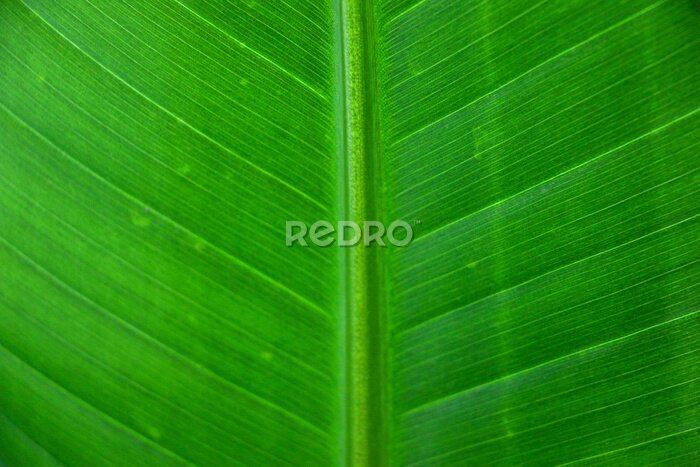 Papier peint  Leaf from Strelitzia nicolai Plant detailing its wonderful venation pattern