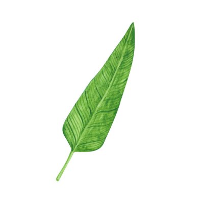 Papier peint  Leaf isolated on a white background. Watercolor leaf of strelitzia for your design. Greenery object. Tropical plant illustration. Bright bird of paradise leaf clipart. Hand-drawn natural print.
