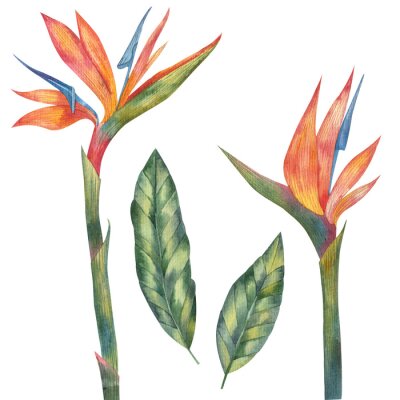 Papier peint  leaves and flowers Tropical flower, African strelitzia, bird of paradise watercolor painting on a white background
