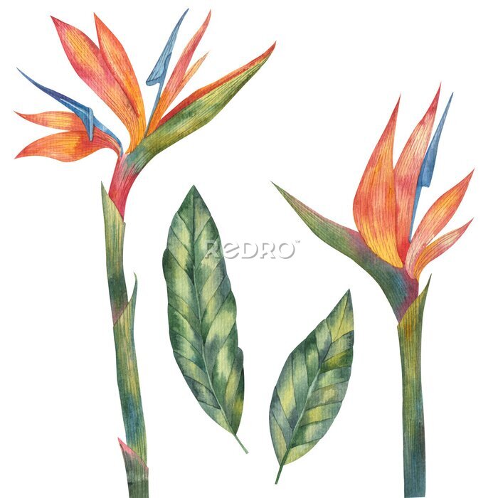 Papier peint  leaves and flowers Tropical flower, African strelitzia, bird of paradise watercolor painting on a white background