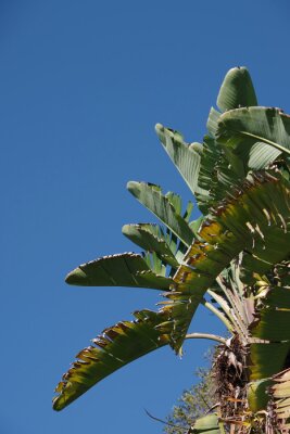 Papier peint  Leaves of a giant bird of paradise strelitzia plant under blue sky