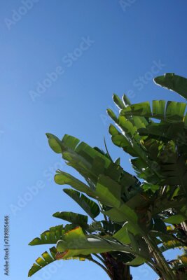 Papier peint  Leaves of a giant bird of paradise strelitzia plant under blue sky