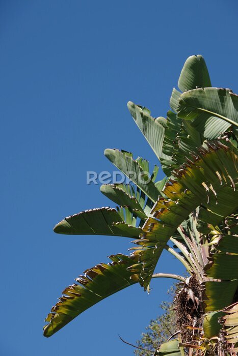 Papier peint  Leaves of a giant bird of paradise strelitzia plant under blue sky