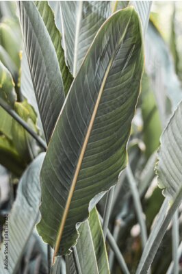 Papier peint  Leaves of tropical plant strelitzia, bird of paradise, Strelitzia reginae Banks ex Aiton, vertical botanical composition