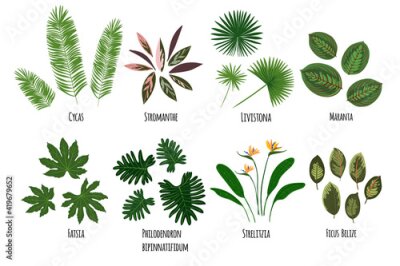 Papier peint  Leaves of tropical plants on a white background. Green jungle. Cycas, stromanthe, livistona, maranta, fatsia, strelitzia, ficus belize