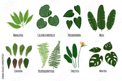 Papier peint  Leaves of tropical plants on a white background. Green jungle. Mangfera, calathea, philodendron, musa, codiaeum, polypodiophytina, strelitzia, monstera