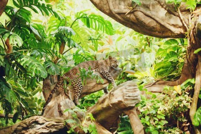 Papier peint  Léopard dans la jungle