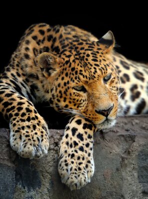 Leopard portrait sur fond sombre